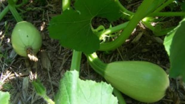 young winter squash