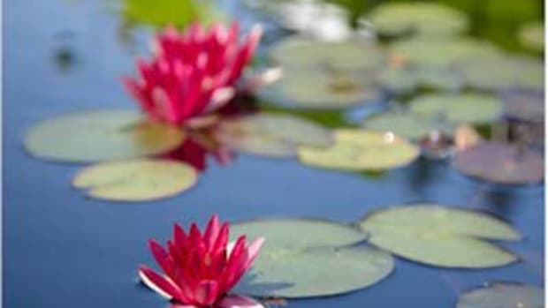 Healthy, Pink Water Lilies