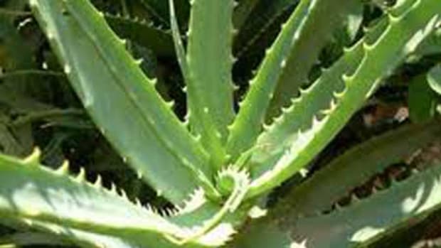 Aloe Vera | Organic Sunburn Remedy