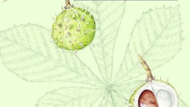 The Cambridge Illustrated Glossary of Botanical Terms