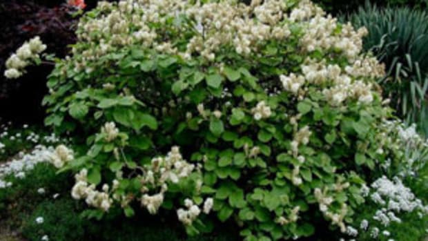 fothergilla major shrub