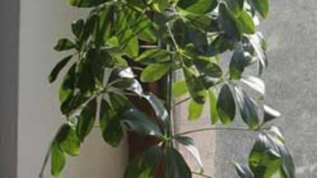 Schefflera plant Houseplant