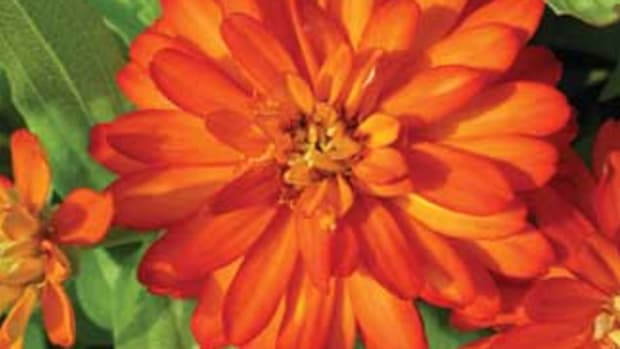 Scarlet-orange double blossoms of this zinna variety