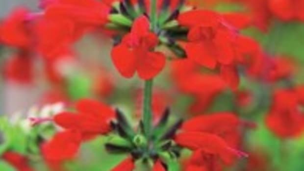 Bright red blooms attract humming birds 