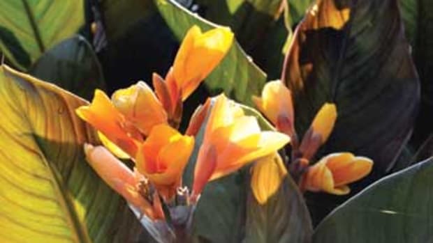 Yellow-orange blooms of Chocolate Sunrise canna