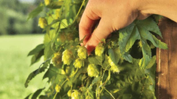  Hops are ripe in late summer. Mature cones will feel papery and may leave pleasantly aromatic golden lupin stuck to your fingers.