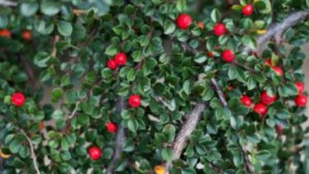 bearberry cotoneaster