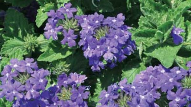 Bluish-purple blooms of Temari Patio Blue