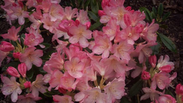 percy wiseman rhododendron