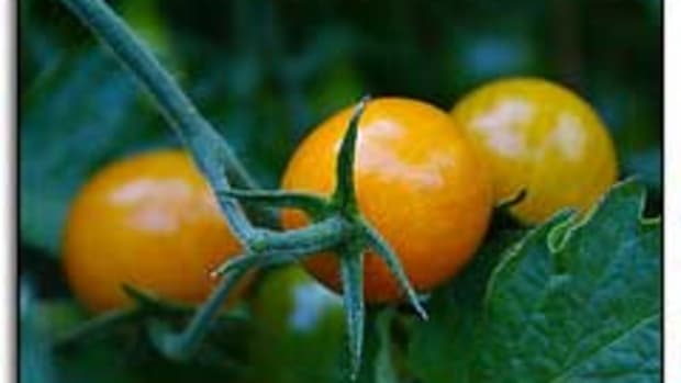 sungold tomatoes