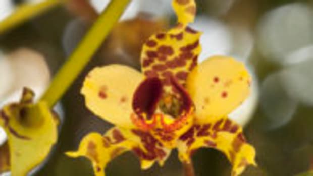 hurricane irma cowhorn orchid