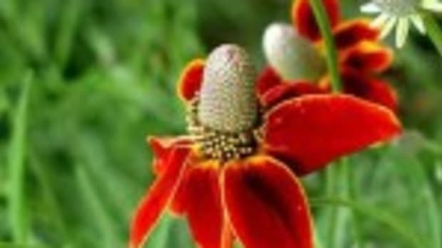 Mexican Hat Flower Ratibida columnifera