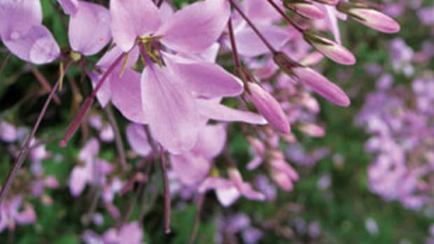 Lavender-pink blooms of Cleome Senorita Rosalita