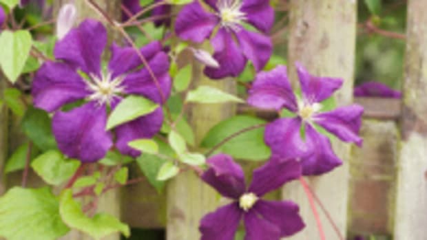 easy clematis viticella