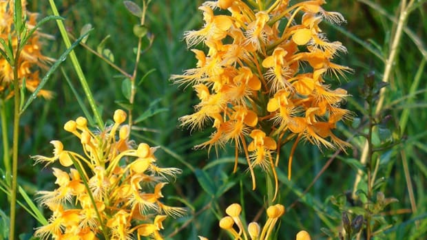platanthera-cillaris-yellow-fringed-orchid