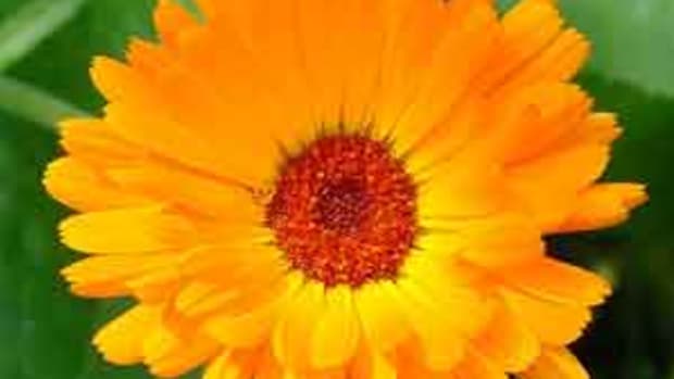 pot marigold calendula officinalis