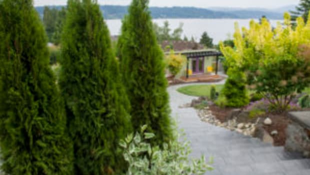 best plants to hide a view, thuja