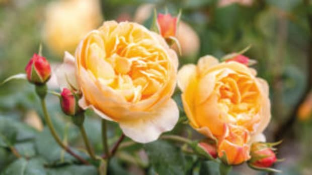 roses-to-grow-Roald-Dahl-David-Austin