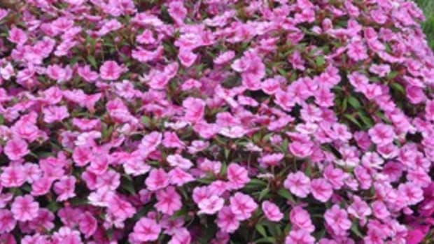Bounce and Big Bounce Impatiens