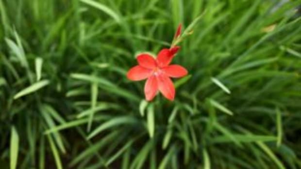 crimson flag lily