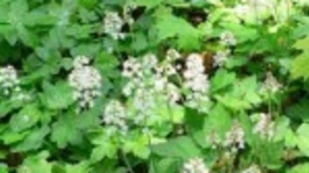 Foamflower (Tiarella cordifolia)