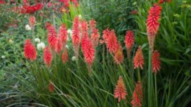 red-hot poker plant