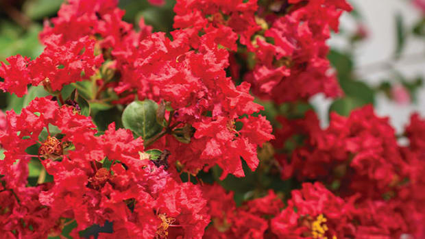 BelliniStrawberryCrapemyrtle_Bloomables-copy