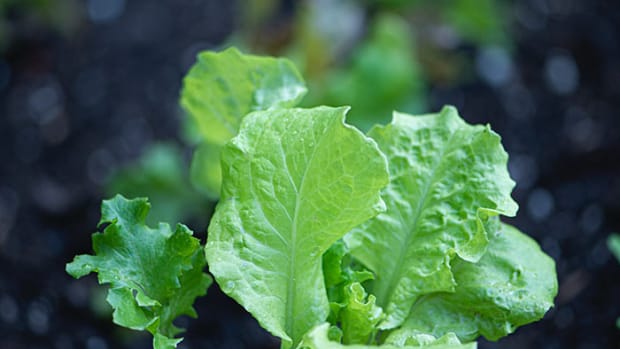 lettuce0921