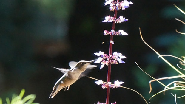 coleushummingbird