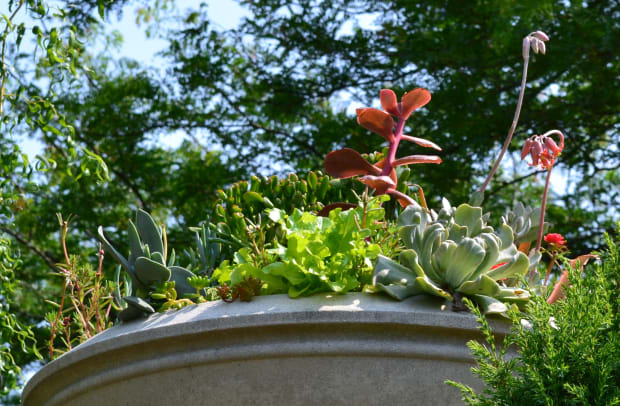 Look Up, Succulent Garden