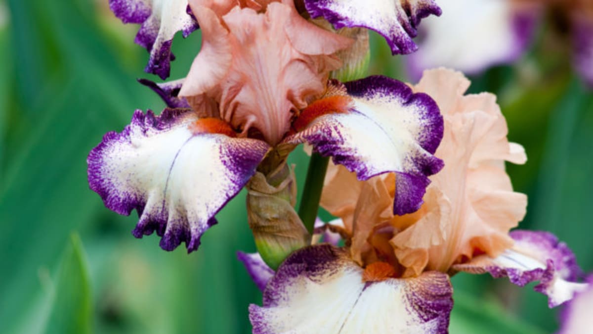 Benefits of Bearded Iris Strong Stems & Resilient Flowers ...