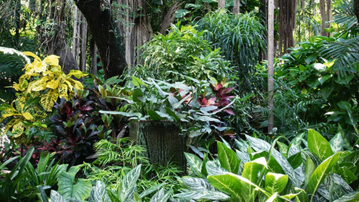 IV. Preparing the Garden for Tropical Plants