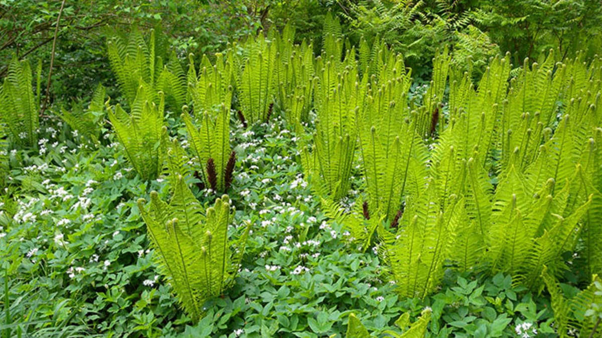 ostrich fern is a stately option for the shade - horticulture