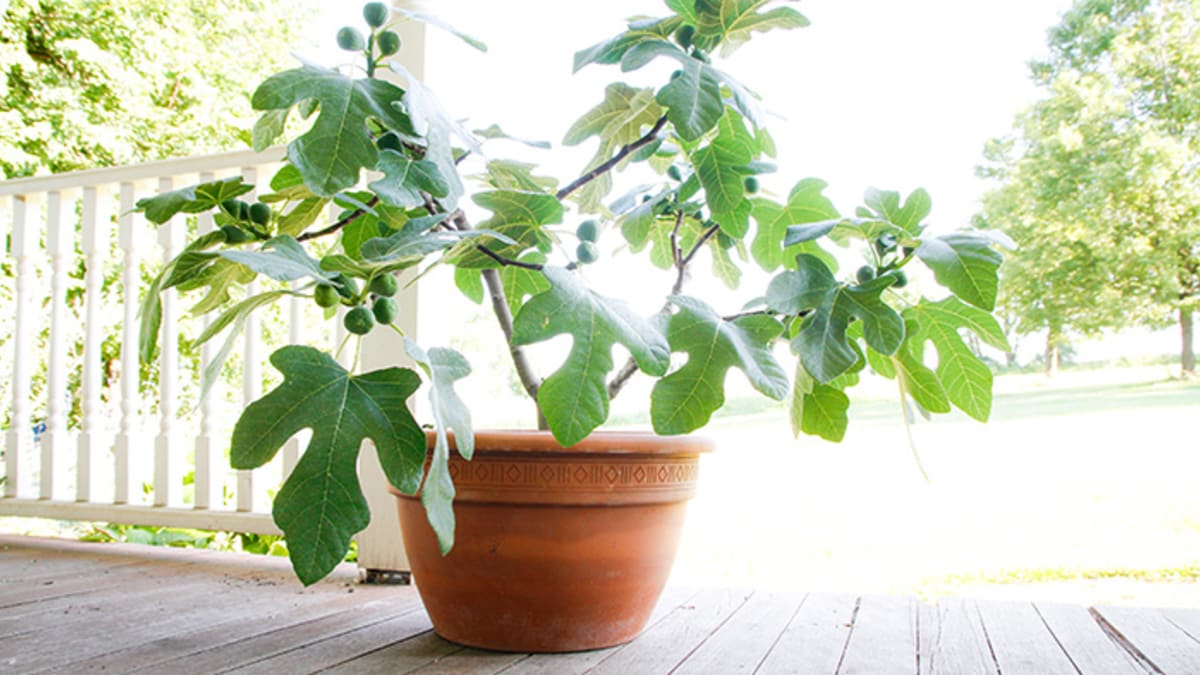 maske pludselig to uger Fignomenal Dwarf Fig Tree Is Perfect for Container Gardening - Horticulture