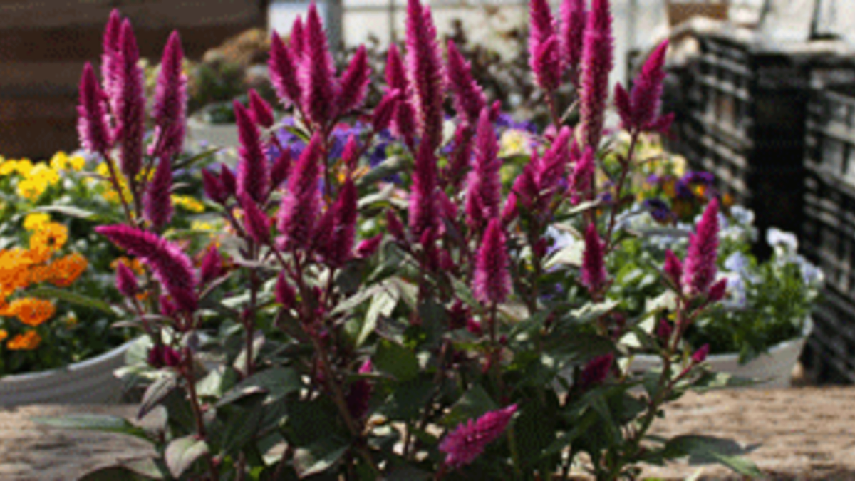 Celosia Flowers To Attract Pollinators Horticulture