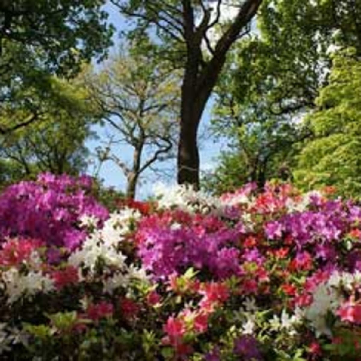 Special Varieties Of Summer Blooming Azaleas Horticulture