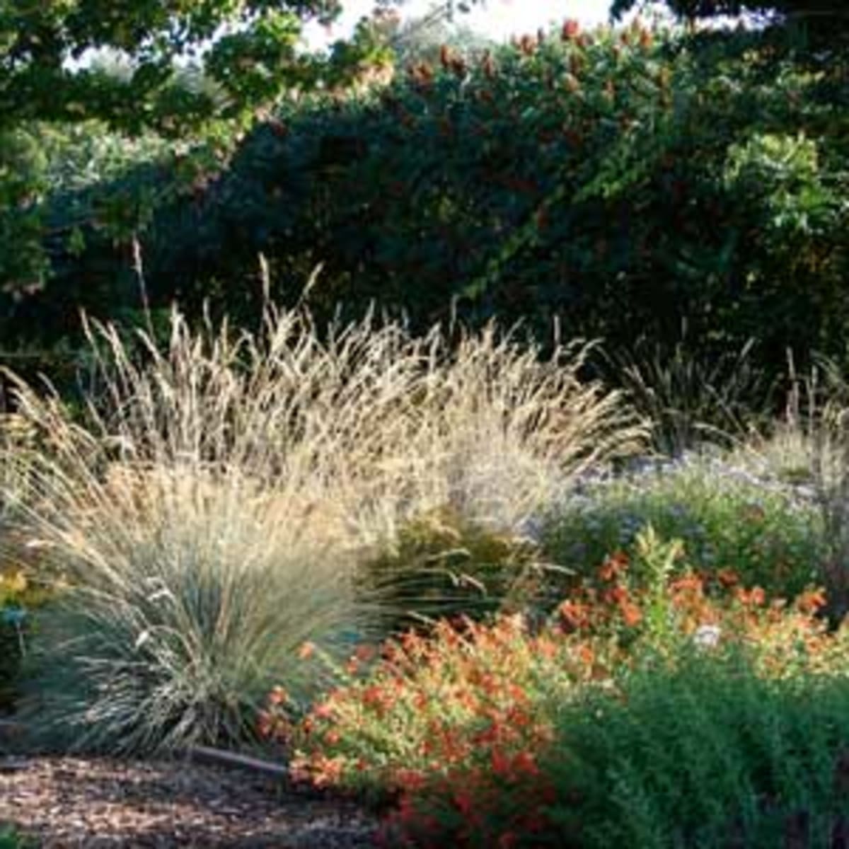 Ornamental Grasses For A Small Garden Space Horticulture,Tuxedo Cats Gray
