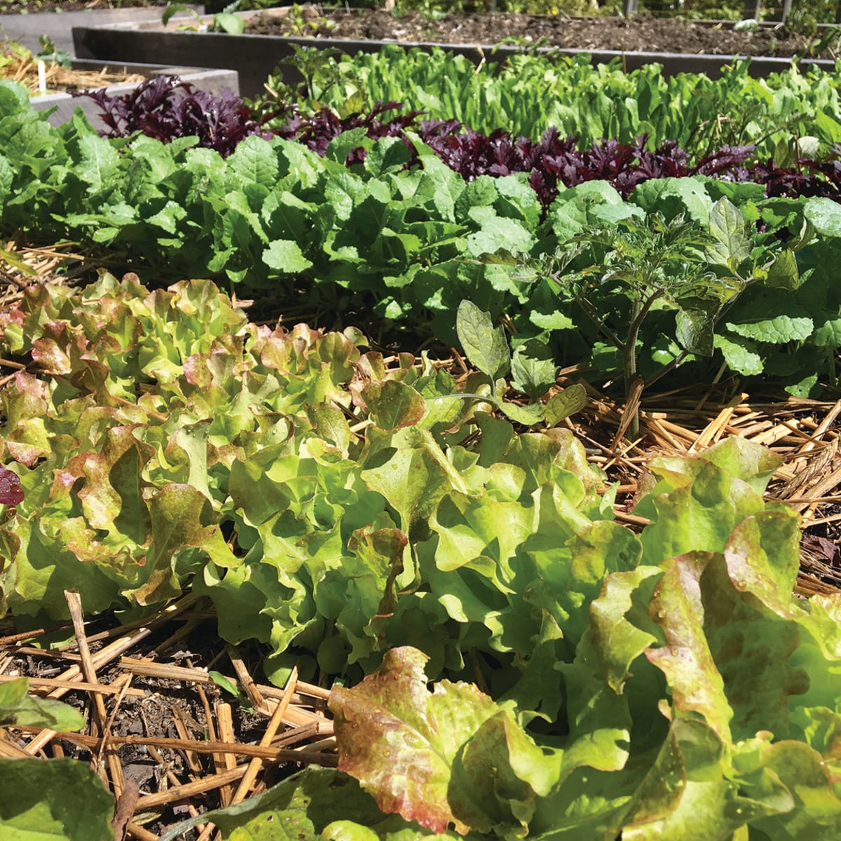 Mulching Your Vegetable Garden What And When Horticulture