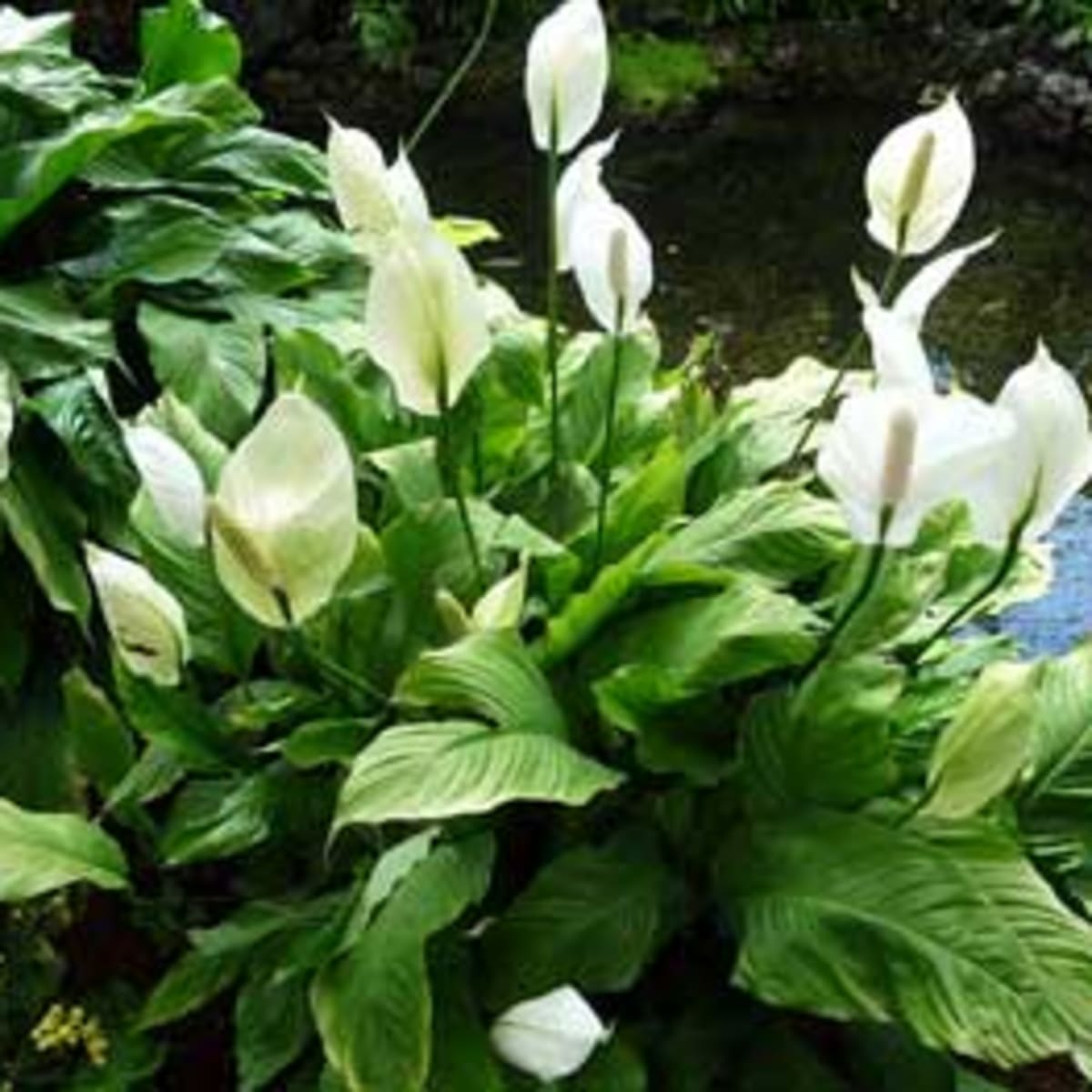 Peace Lily Care Horticulture, Peace Lily Outdoors