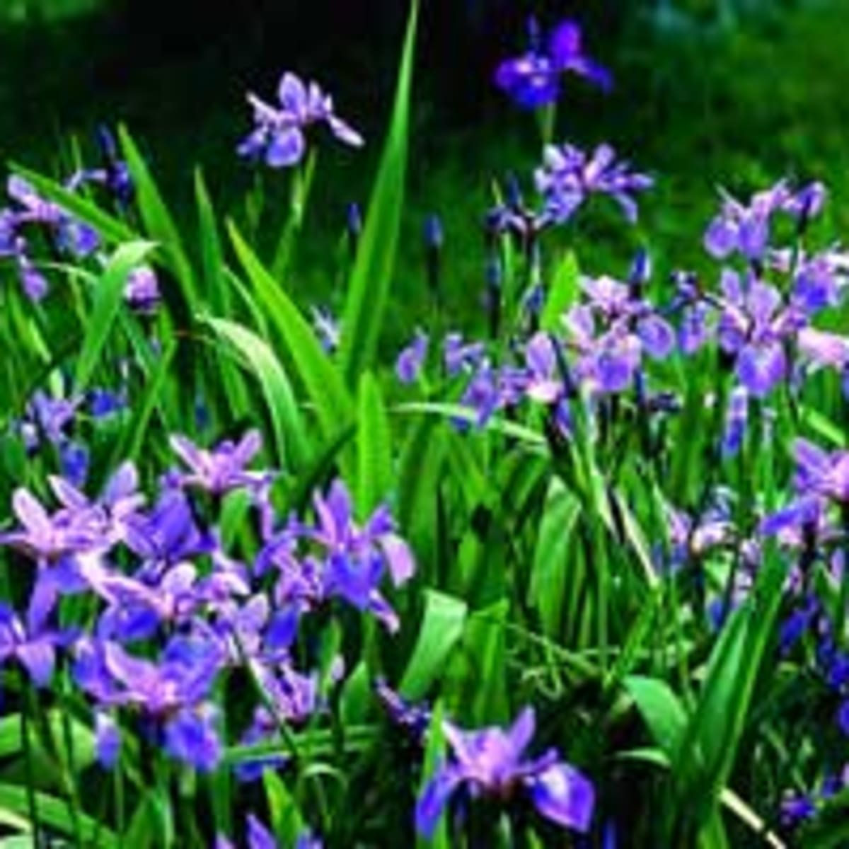 Siberian iris - FineGardening
