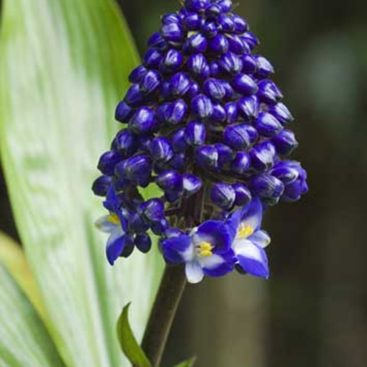 Blue Ginger Is An Easy To Grow Tropical Flower Horticulture