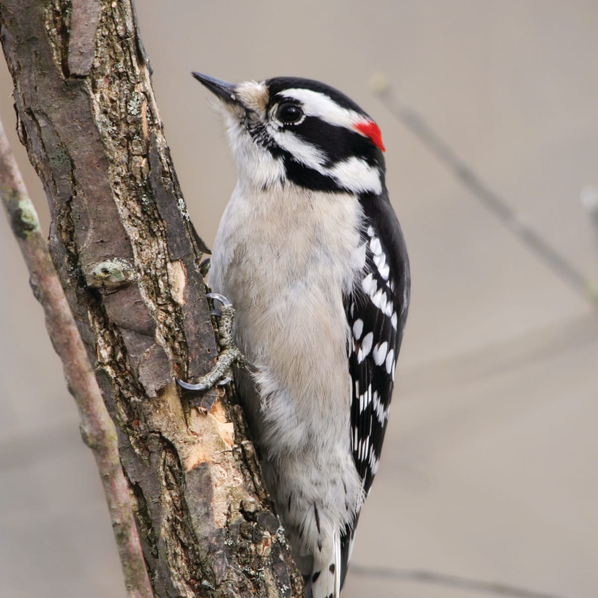 Image result for downy woodpecker