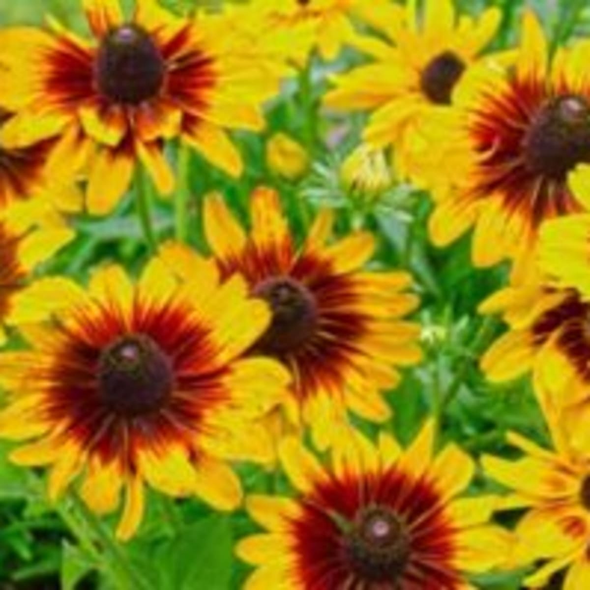 Denver Daisy Brings Bright Color For Summer Horticulture,Juniper Ground Cover Ideas