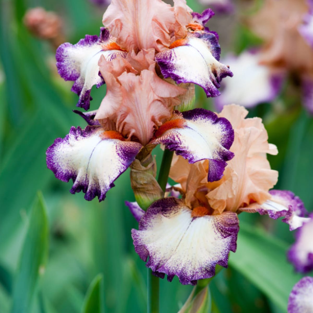 Benefits of Bearded Iris Strong Stems & Resilient Flowers ...