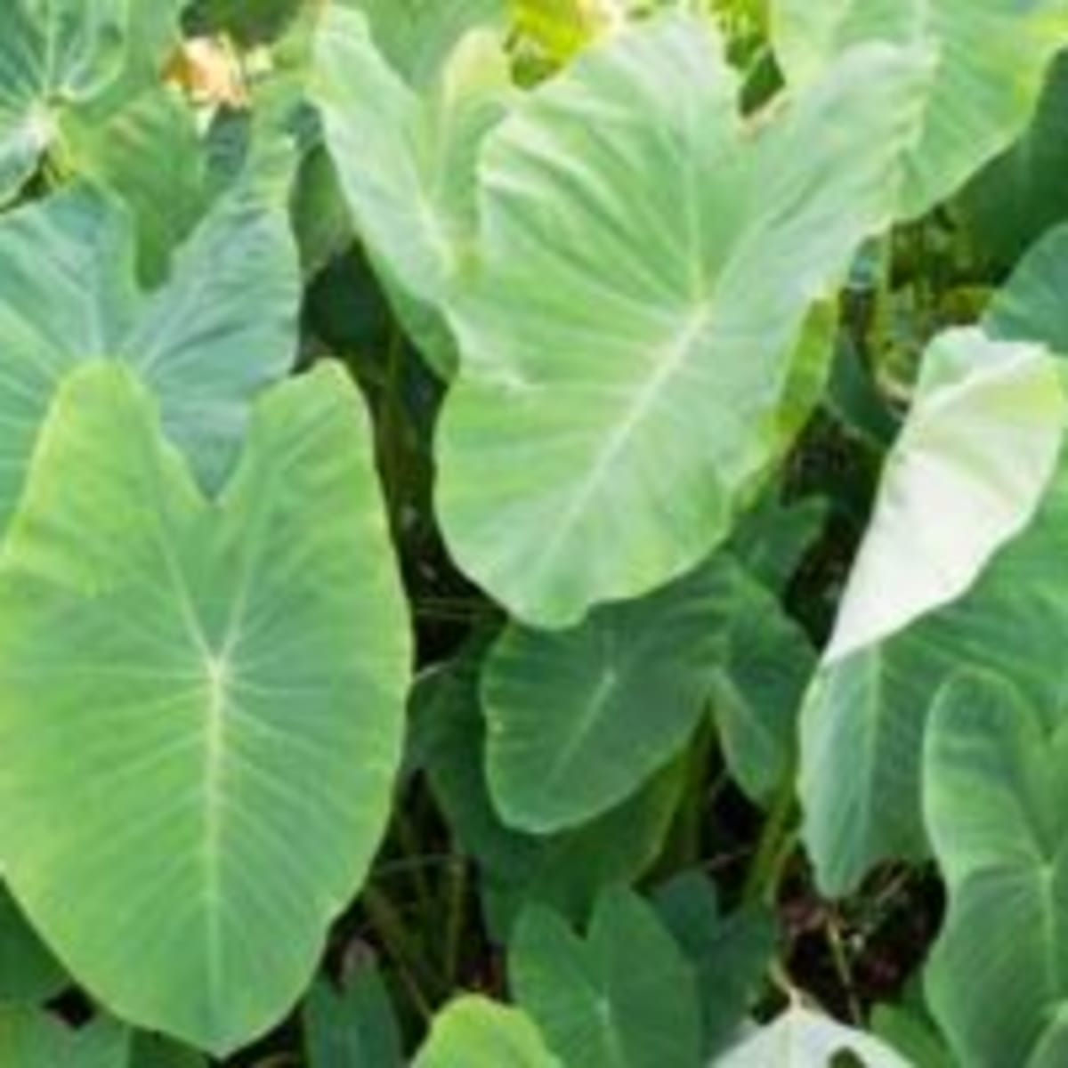 Xanthosoma starter plants in 4 \u201c pot Colocasia Elephant Ear Giant