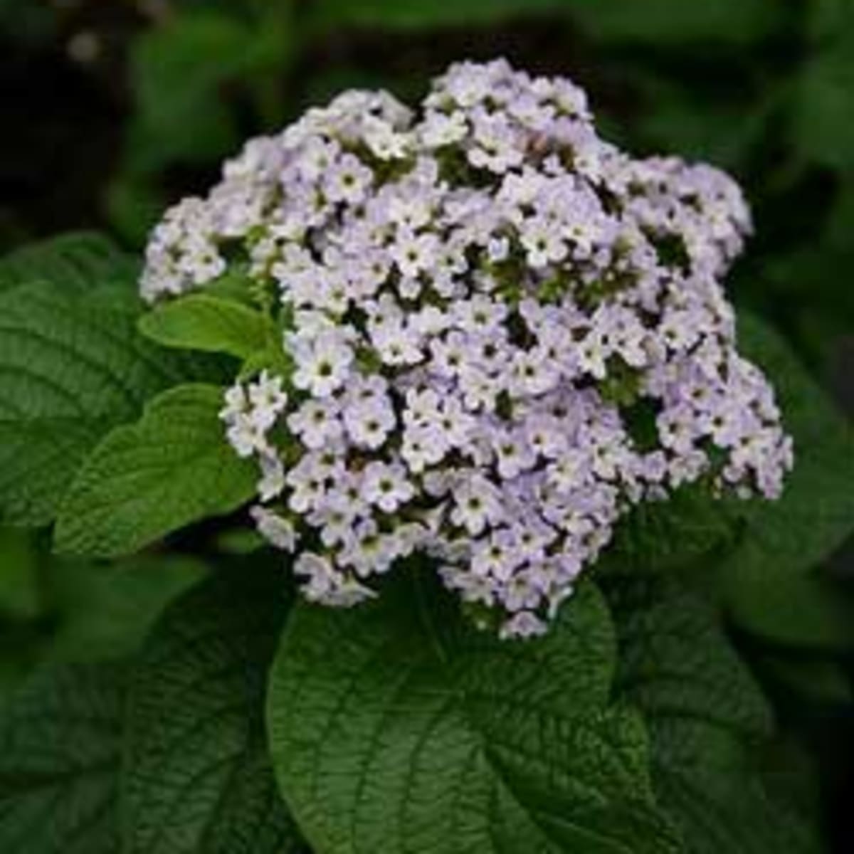 grow heliotrope for its most fragrant annual flowers - horticulture