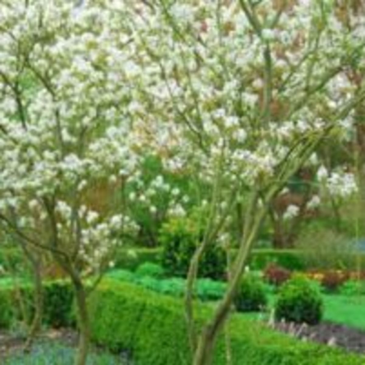 Juneberry A Small Garden Tree With A Big Effect Horticulture