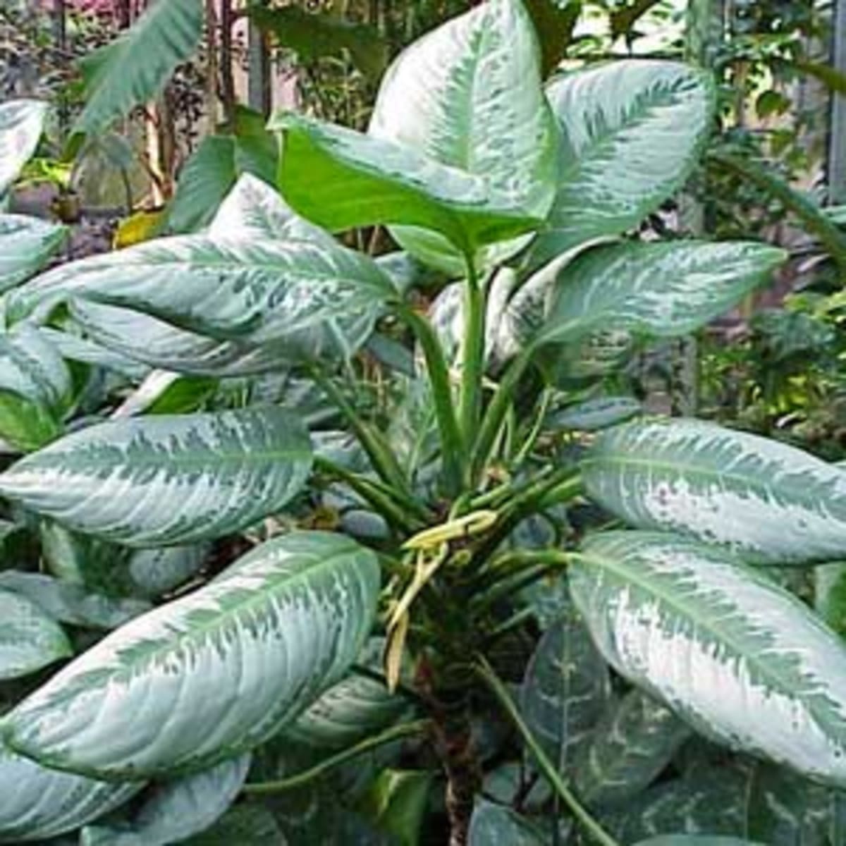 Aglaonema A Leafy Easy To Grow Tropical Houseplant Horticulture,Pork Tenderloin Internal Temperature Uk