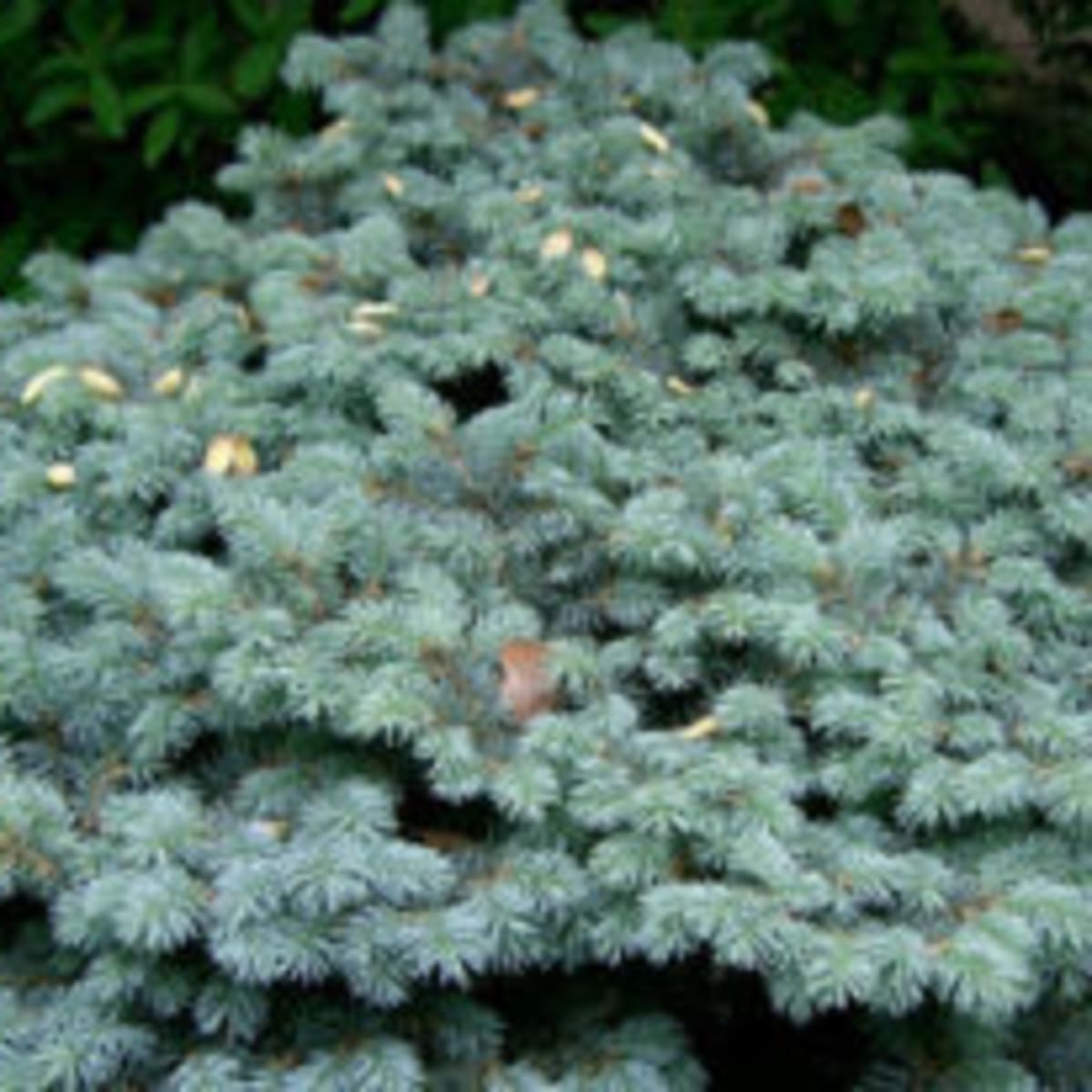 A Dwarf Conifer With Blue Needles   Horticulture