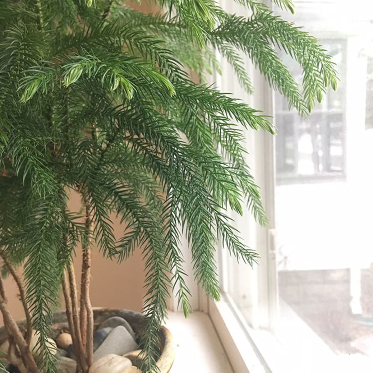 norfolk island pine for christmas and beyond - horticulture